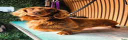 Miniature Dachshund dogs for stud: **RogueRoyales Stud Cartier** PRA Clear  - Advert 1