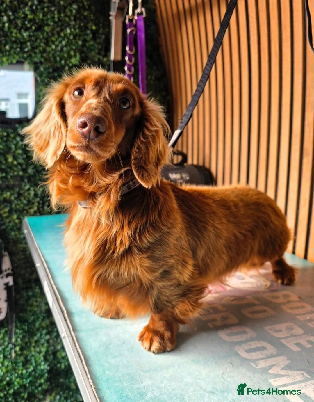 Miniature Dachshund dogs for stud: **RogueRoyales Stud Cartier** PRA Clear  - Advert 1