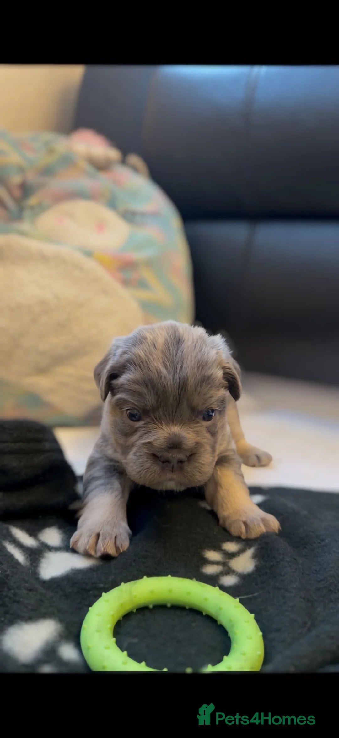 French Bulldog dogs for sale: Stunning Fluffy frenchies  - Advert 13