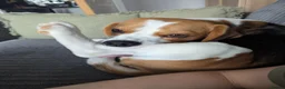 Beagle dogs for stud: Baxter - 2 Year Old Beagle for Stud - Advert 27