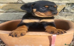 Rottweiler dogs for sale: Chunky Rottweiler Puppies  - Image 27