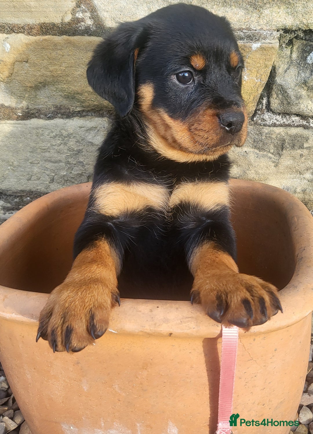 Rottweiler dogs for sale: Chunky Rottweiler Puppies  - Image 27