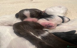 Cockapoo dogs for sale: Cockapoo puppies  - Advert 3