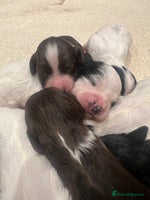 Cockapoo dogs Cockapoo puppies - Advert 11