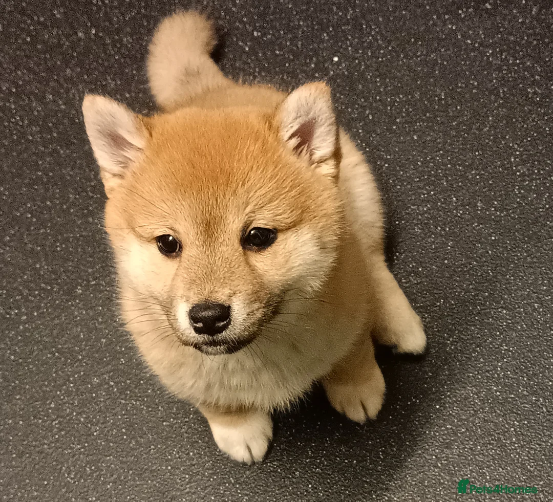 Mixed Breed dogs for sale: 3/4 Japanese Shiba Inu - Advert 1