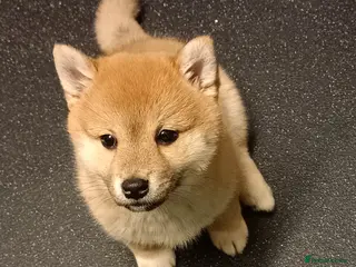 Mixed Breed dogs 3/4 Japanese Shiba Inu - Advert 1