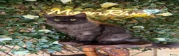 Maine Coon cats for sale: Active tica registered smoke female  - Advert 2