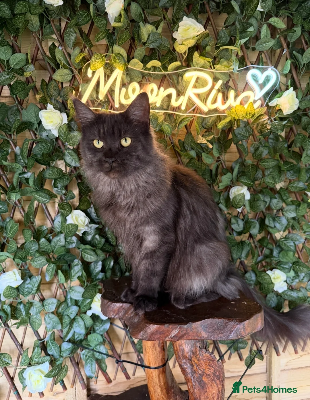 Maine Coon cats for sale: Active tica registered smoke female  - Advert 2