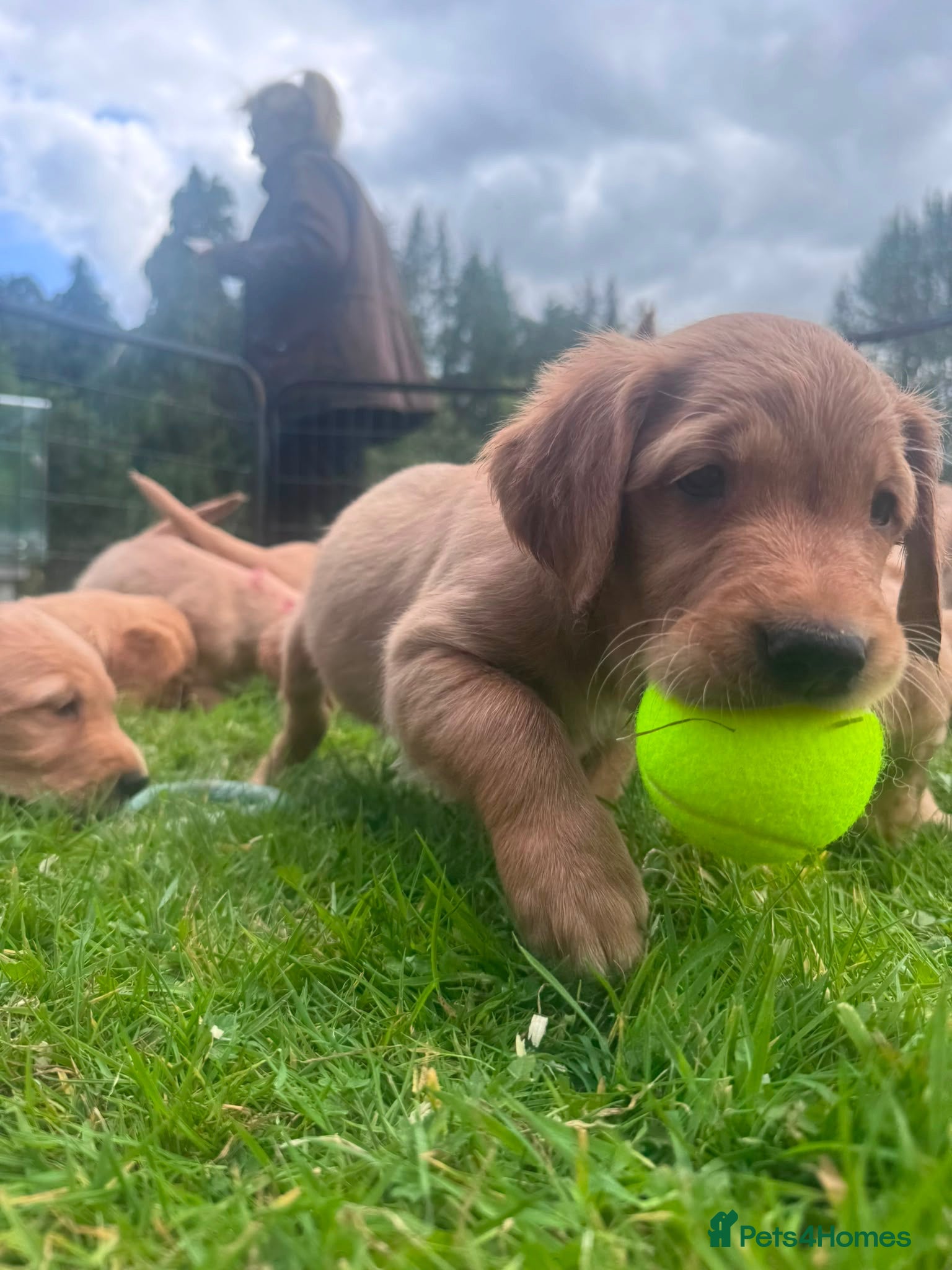 Golden Retriever dogs Outstanding Litter KC Reg Golden Retriever Puppies - Advert 1