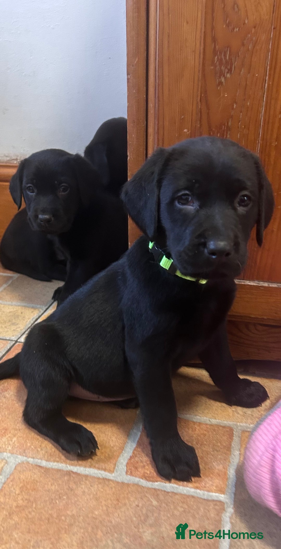 Labrador Retriever dogs for sale: GORGEOUS LITTER OF BLACK LABRADOR PUPPIES!! - Advert 19