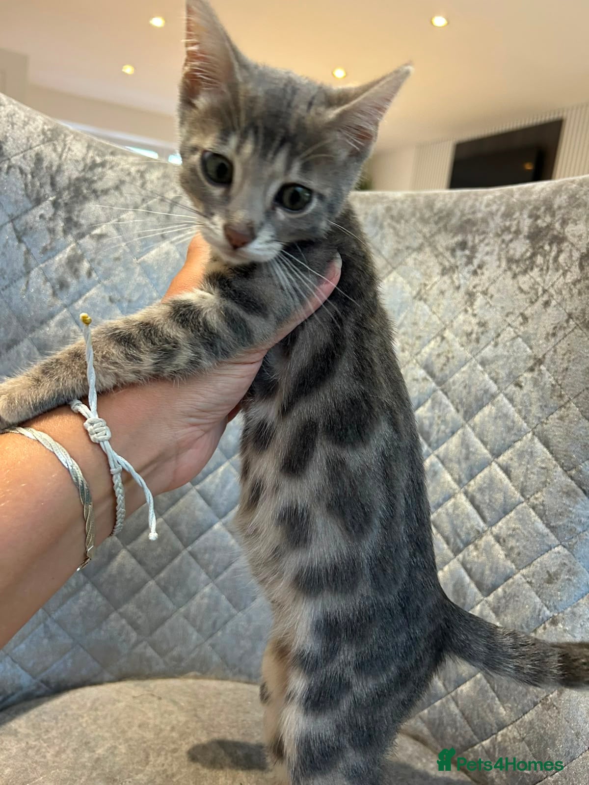 Bengal cats 💙 Beautiful Blue Bengal Female Kitten Ready Now! - Advert 2