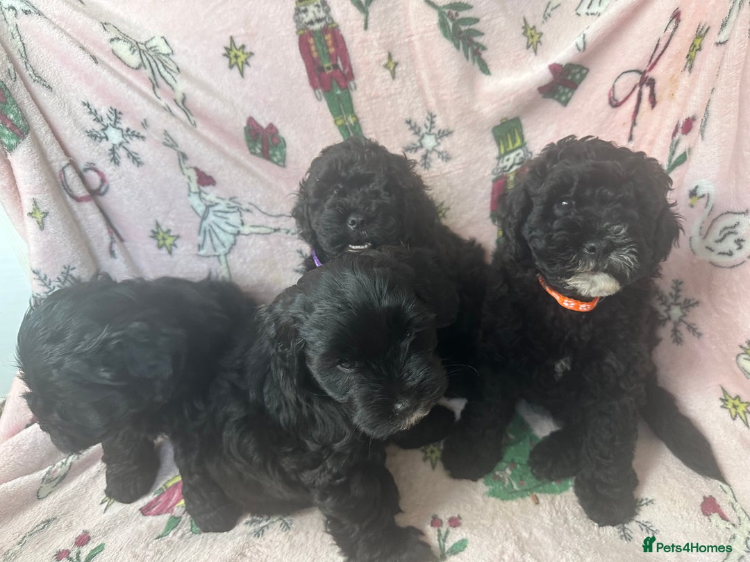 Shihpoo dogs for sale: Shihpoo puppies  - Image 2