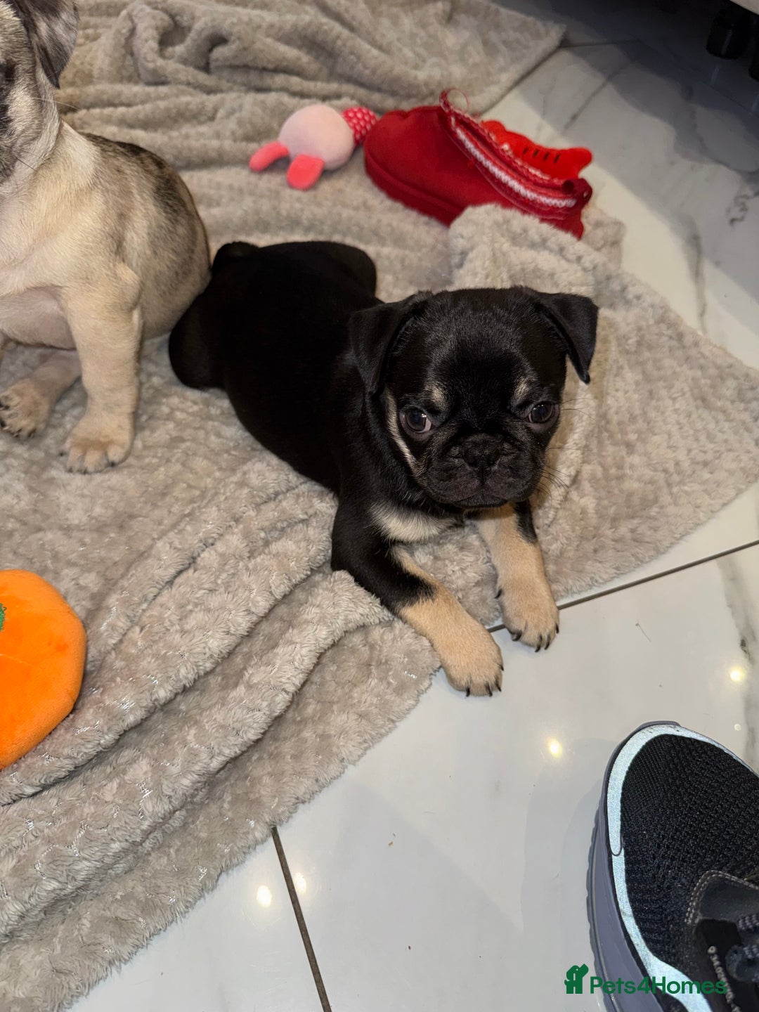Frug dogs for sale: Pug/Frenchie - Advert 2