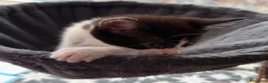 British Longhair 1