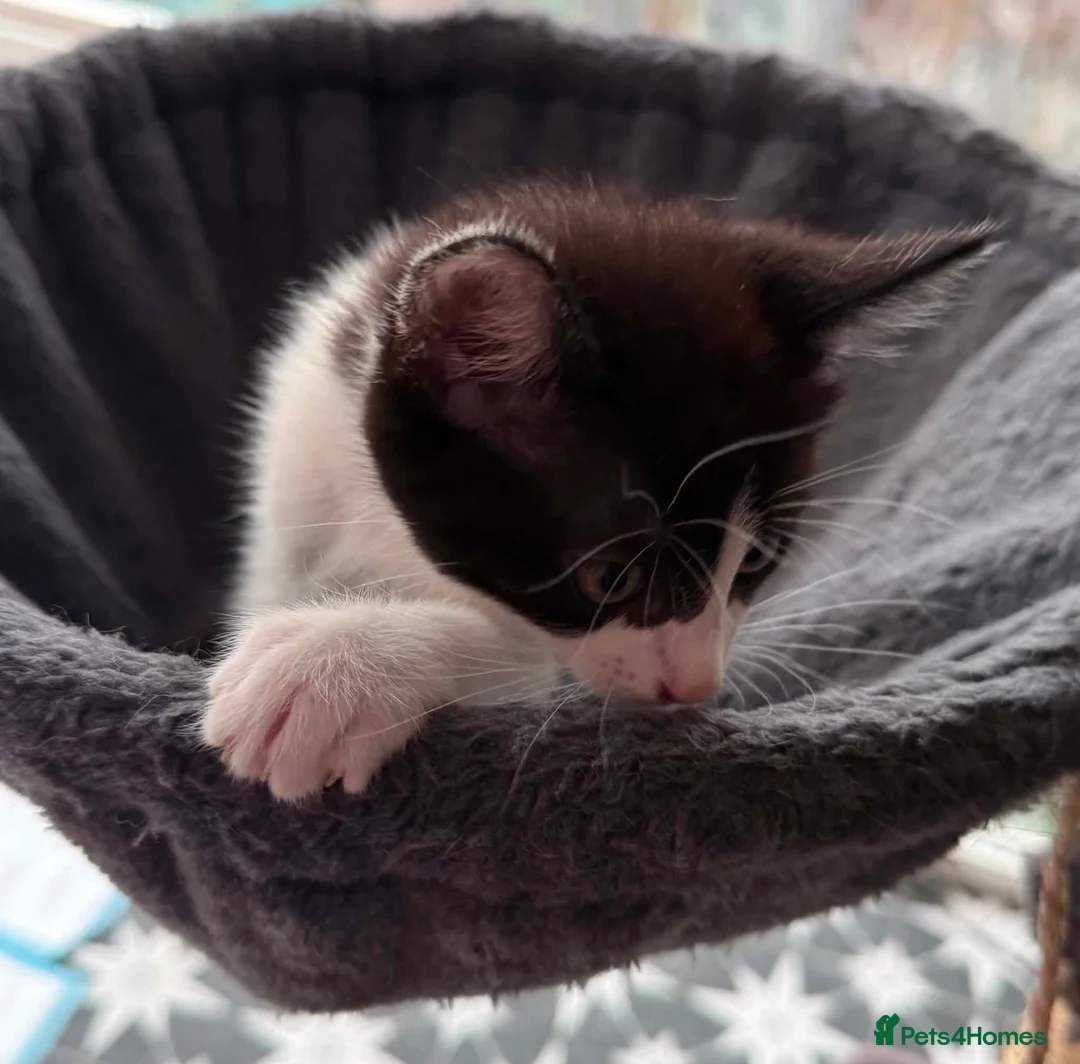 British Longhair cats for sale: Kittens  - Advert 2
