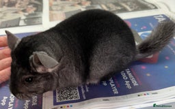 Chinchilla rodents for sale: Mikey, beautiful medium ebony boy - Advert 7