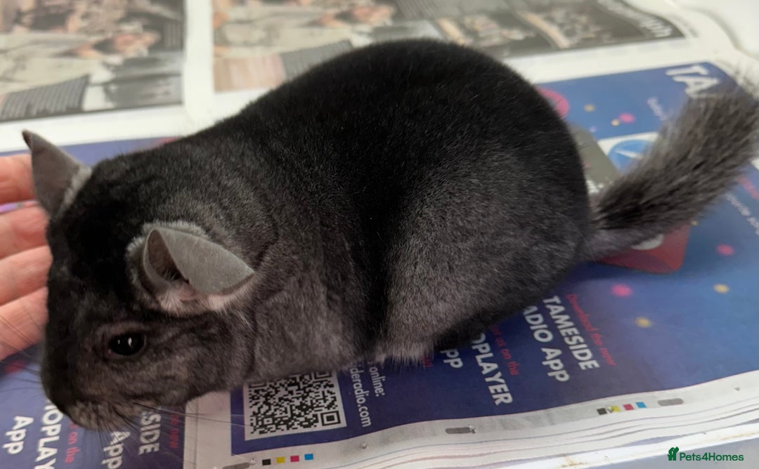 Chinchilla rodents for sale: Mikey, beautiful medium ebony boy - Advert 7