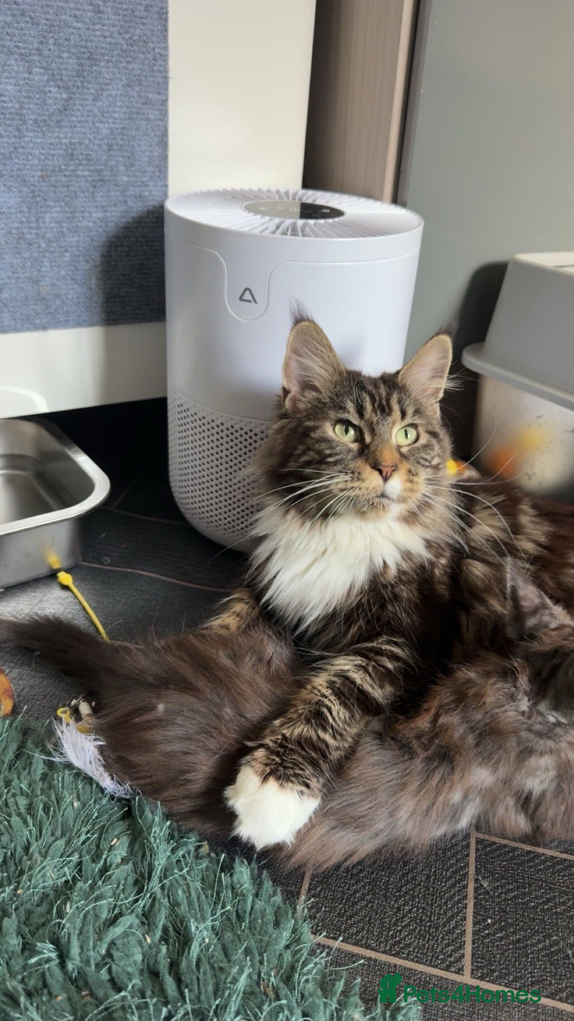 Maine Coon cats Active registered Russian line female  - Advert 14