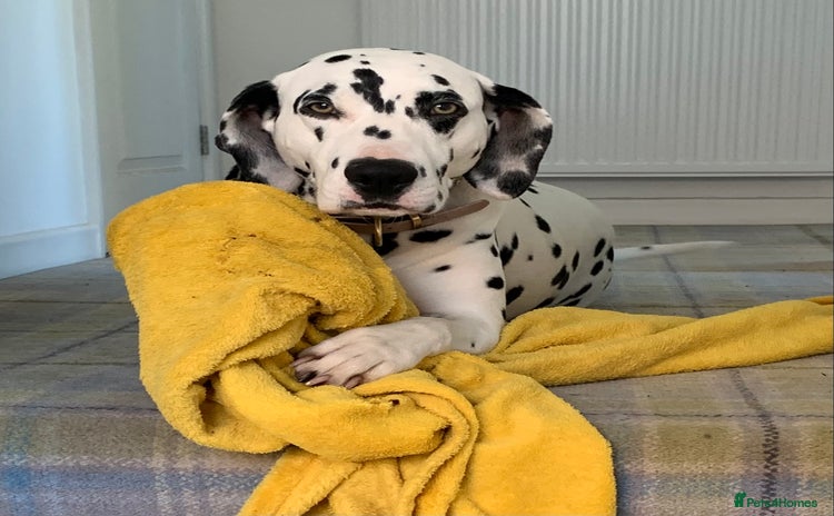 Dalmatian dogs - Advert 1