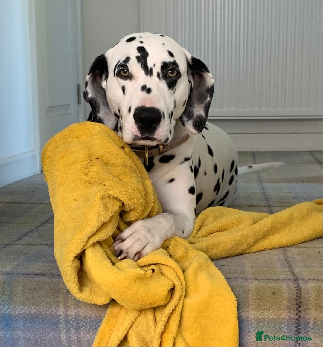 Dalmatian dogs for sale: 5 year old female Dalmatian  - Image 1