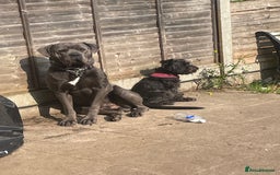 Cane Corso dogs for sale: Bleu is looking for a new home  - Image 4