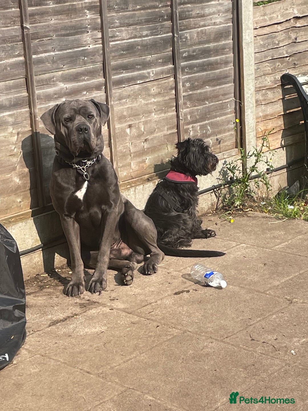 Cane Corso dogs for sale: Bleu is looking for a new home  - Image 4