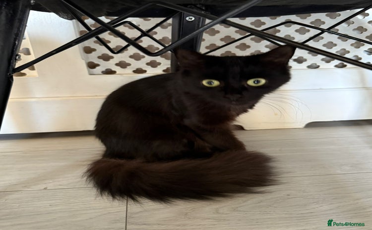 British Longhair cats - Advert 1