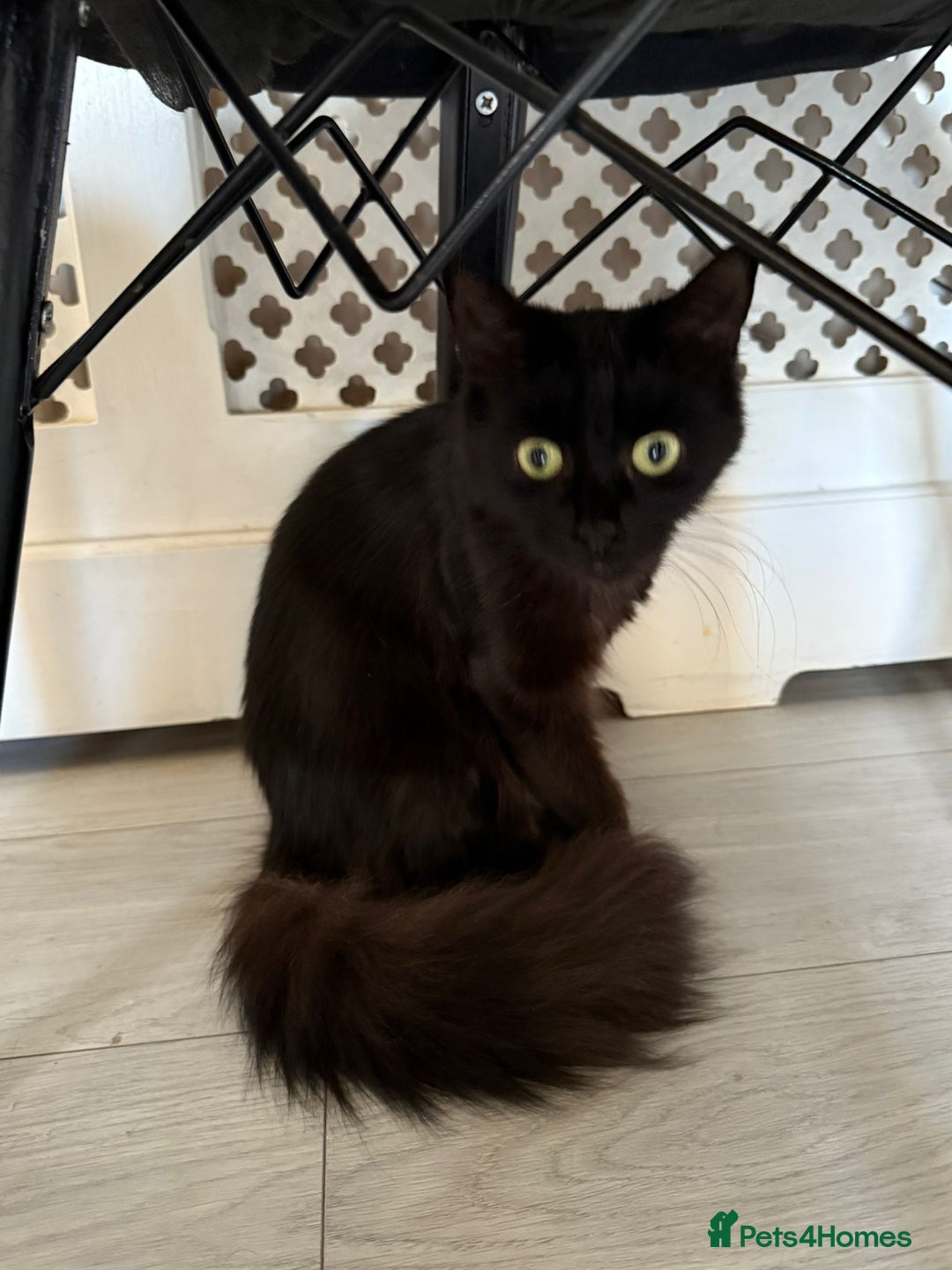 British Longhair cats for sale: Narla - Image 1