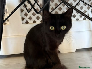 British Longhair cats - Advert 35