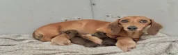 Miniature Dachshund dogs for sale: Long/smooth haired cream/Red Mini Dachshund pups - Advert 7