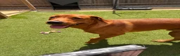 Labrador Retriever dogs for sale: Fox Red Male Labrador 9 months old  in Kettering - Advert 4