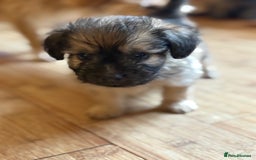 Mixed Breed dogs for sale: Fluffy Frenchie x Jackapoo  - Image 14