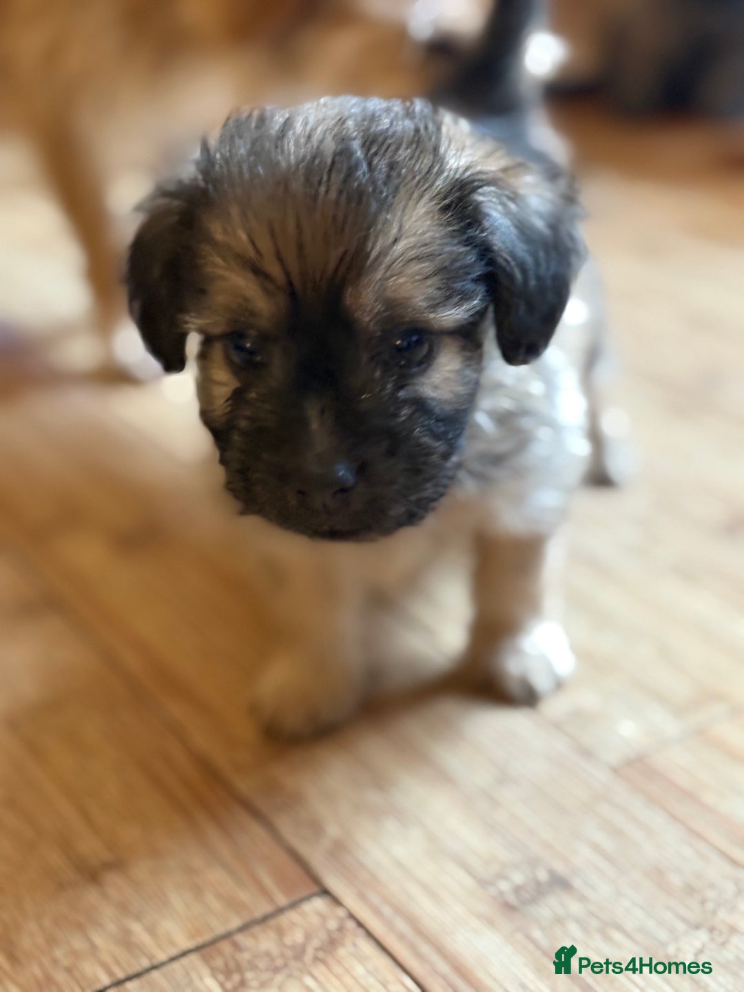 Mixed Breed dogs for sale: Fluffy Frenchie x Jackapoo  - Image 14