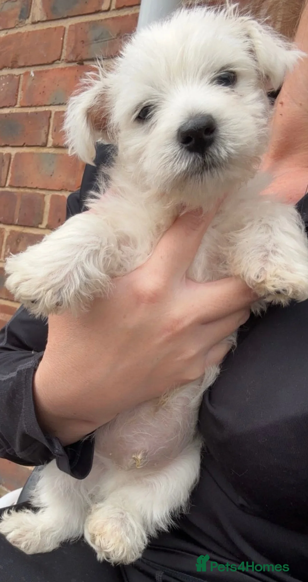 West Highland Terrier dogs for sale: West highland terrier boy  - Advert 6