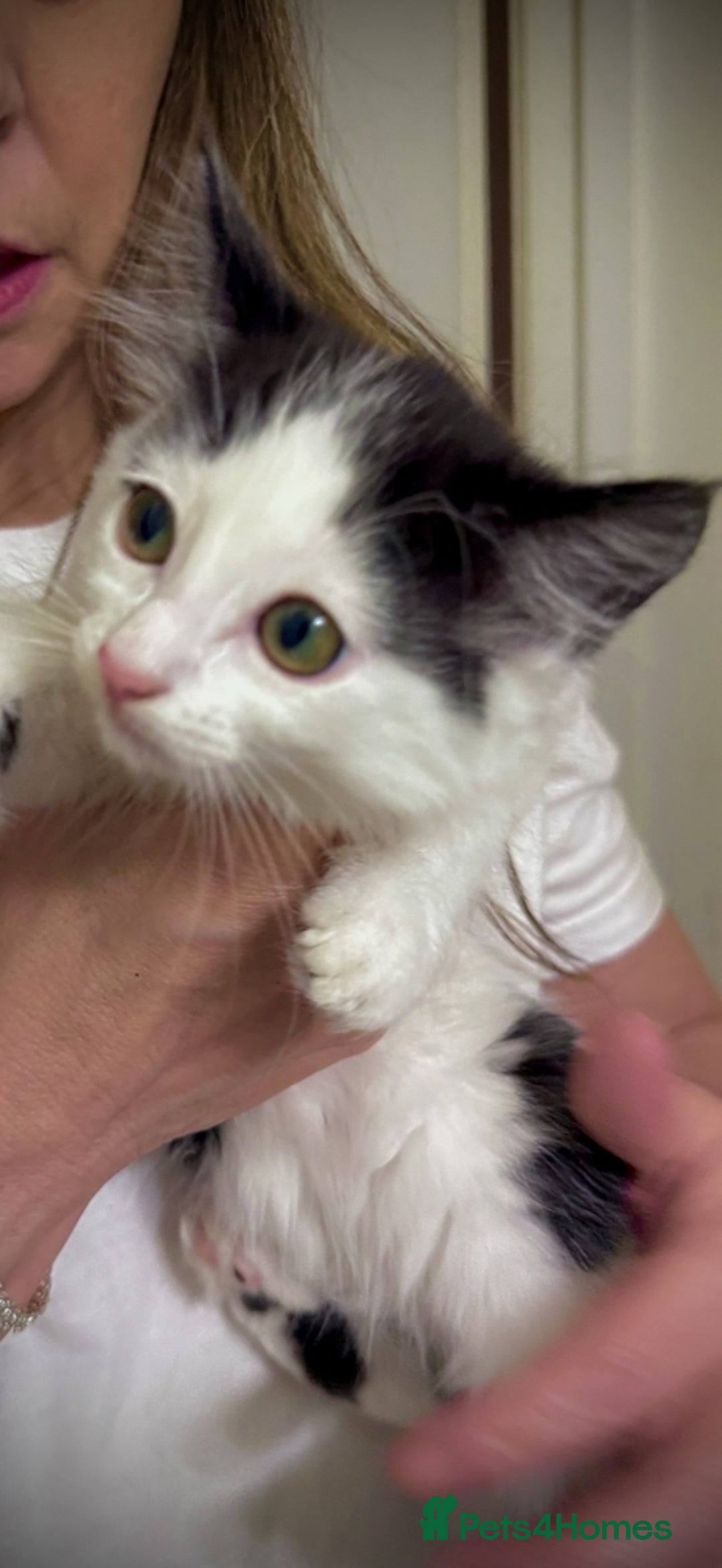 British Shorthair cats for sale: Adorable kittens - Advert 5