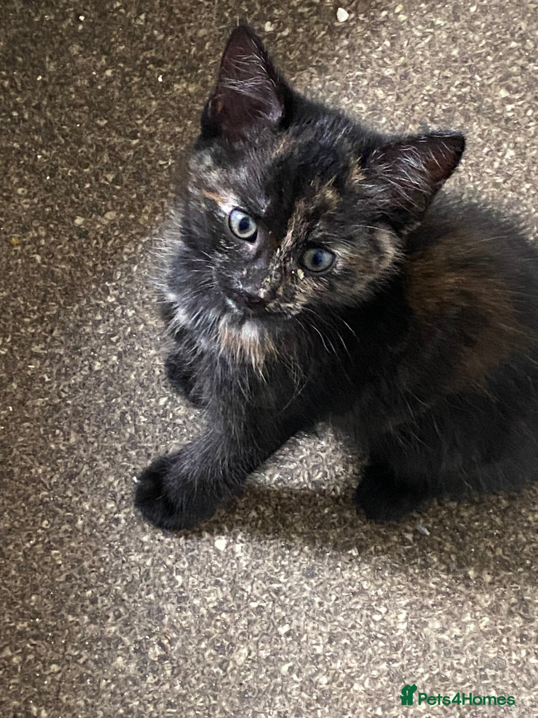 Mixed Breed cats for sale: Beautiful kittens for sale  - Image 7