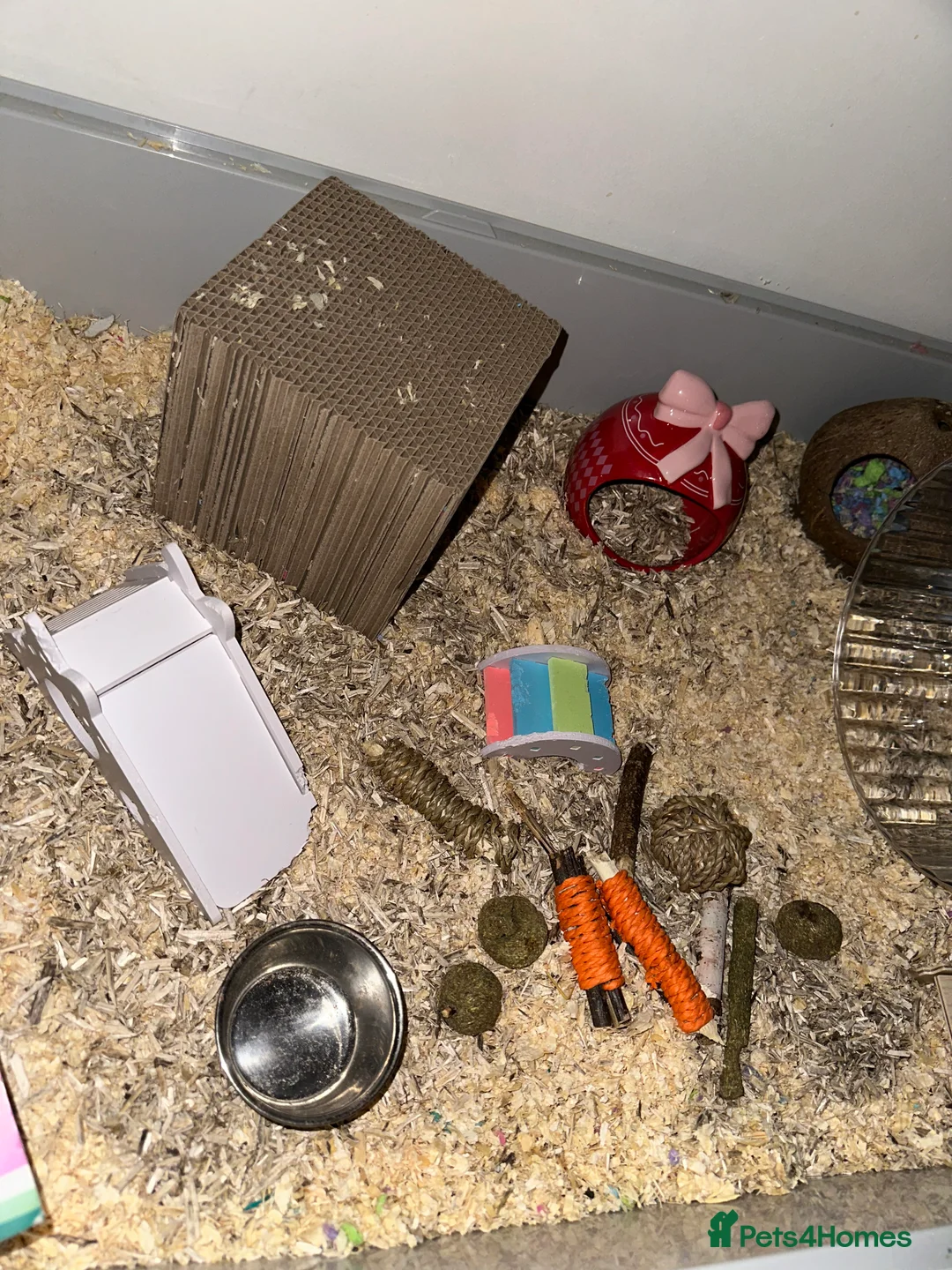 Hamster rodents for sale: Female Syrian hamster with cage - Advert 5