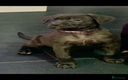 Mixed Breed dogs for sale: Cane corso x mail pups available.  - Advert 6