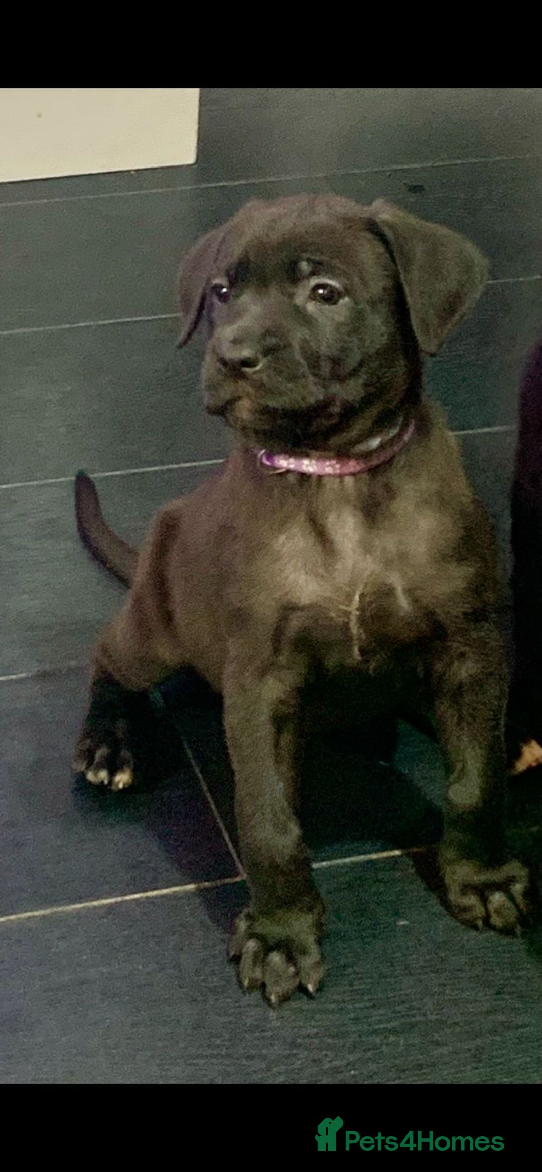 Mixed Breed dogs for sale: Cane corso x mail pups available.  - Advert 6