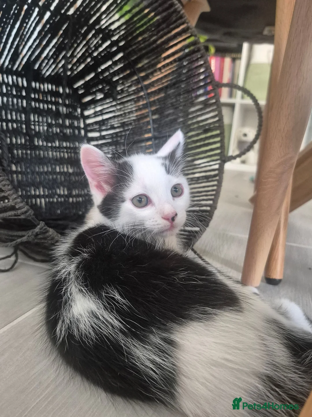 Mixed Breed cats for sale: Male kittens in Northampton - Advert 18