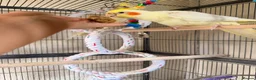 Cockatiels birds for sale: Loving cockatiels looking for a new home  - Advert 5