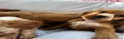 Cocker Spaniel dogs for sale: Show type cocker boys  in Daventry - Advert 21