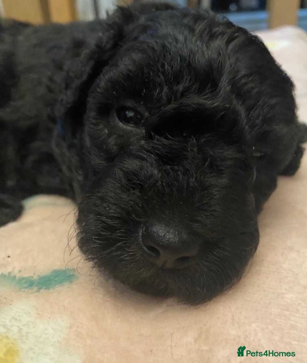 Hungarian Pumi dogs for sale: Rare Breed  - Advert 11