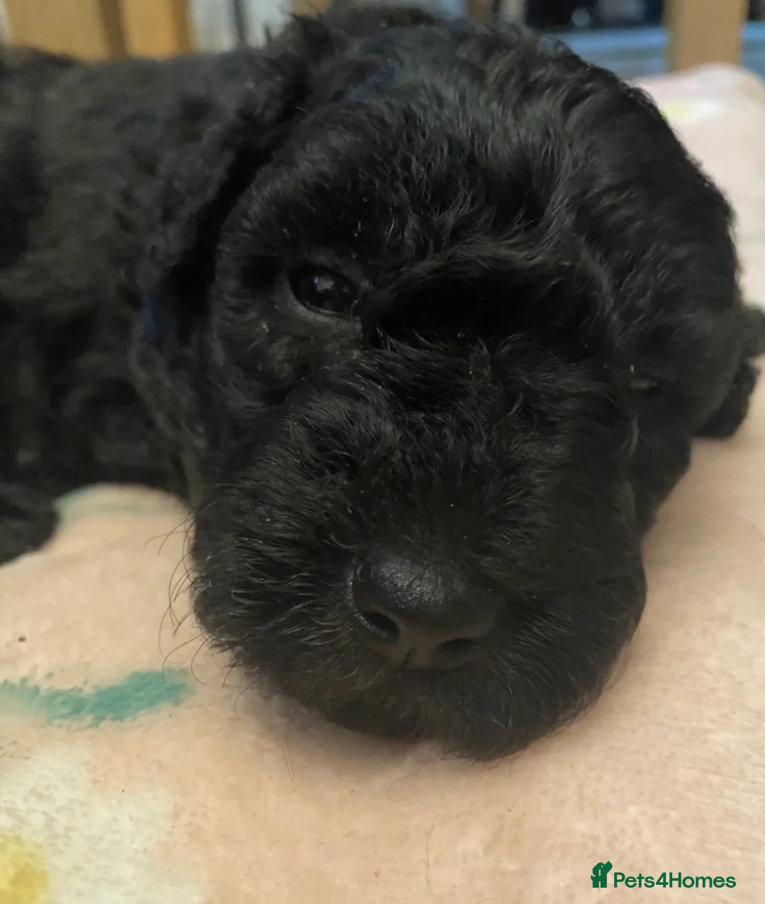 Hungarian Pumi dogs for sale: Rare Breed  - Advert 11