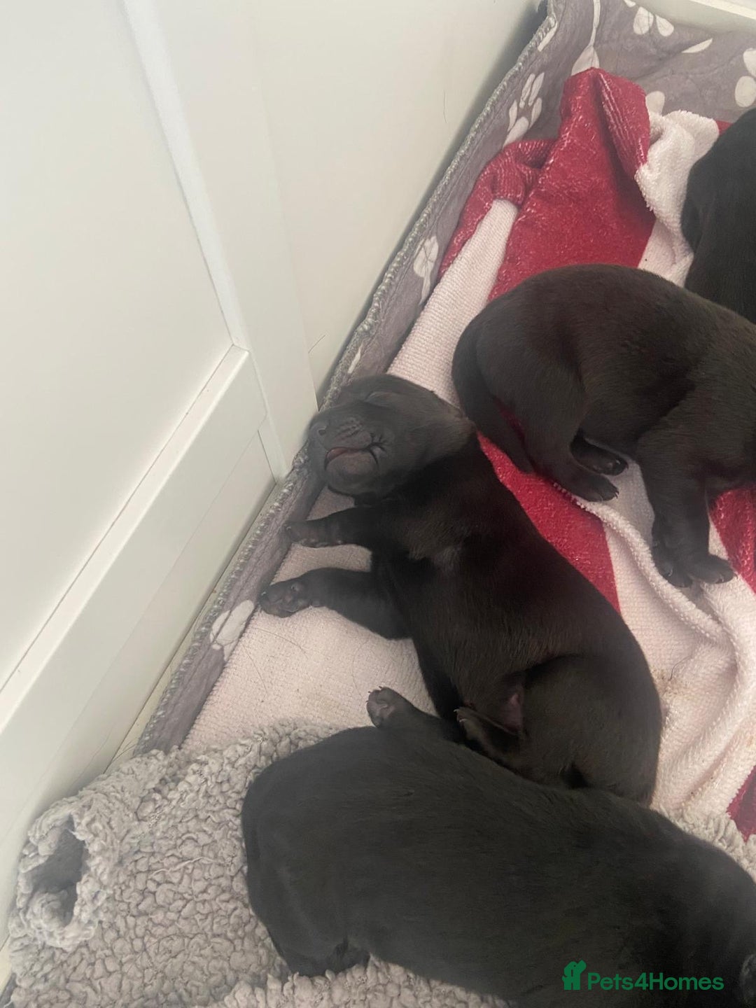 Labrador Retriever dogs for sale: 5 beautiful Labrador puppies - Image 3