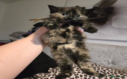 Mixed Breed cats for sale: 7 Half-Ragdolls  - Image 13