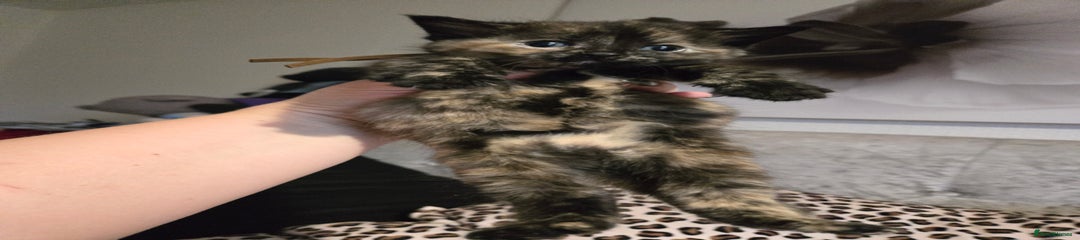 Half-Ragdoll 4