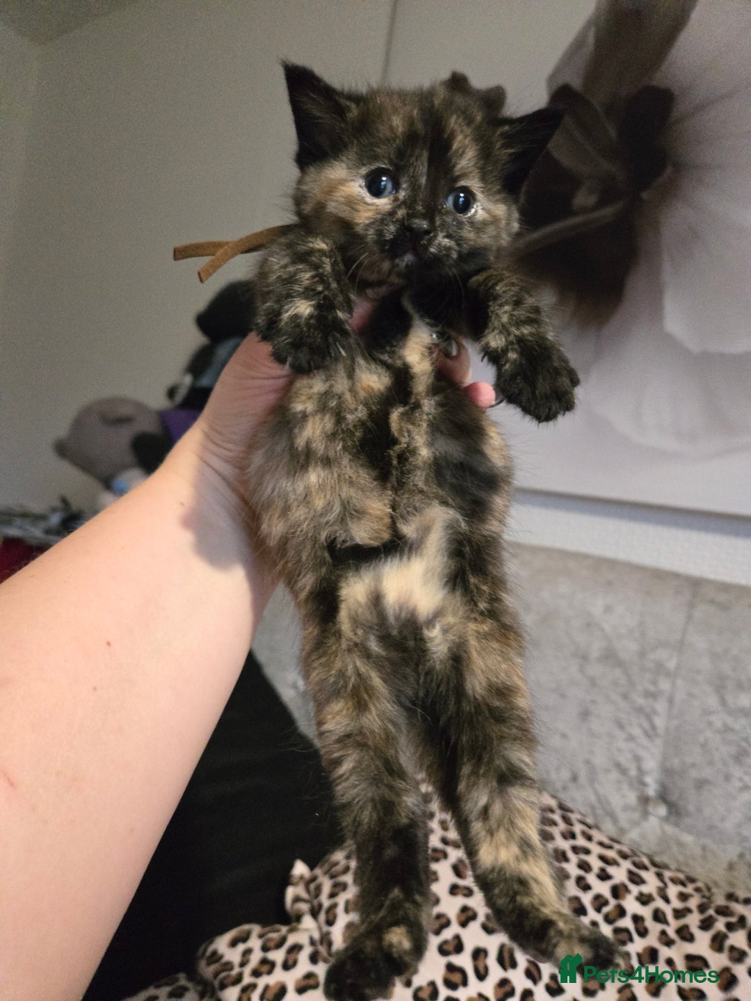 Mixed Breed cats for sale: 7 Half-Ragdolls  - Image 13
