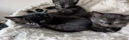 Mixed Breed cats for sale: Pure black kittens - Advert 5