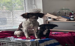 English Springer Spaniel dogs for sale: Coco springer spaniel - Image 6